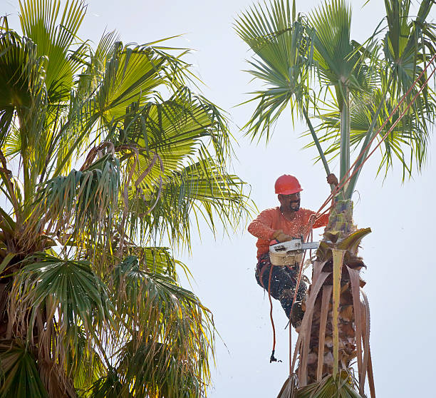 Tree Health Inspection in South Dos Palos, CA